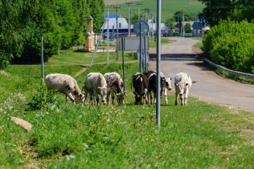 В трех районах Татарстана установлен карантин по бешенству