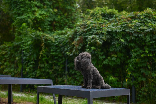 «Четыре сезона»: в Советском районе Казани откроется площадка для людей с собаками