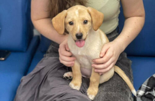 «Они обречены на мучительную смерть»: как казанские зооволонтеры вывозят собак с Донбасса