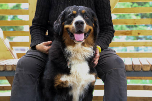 Кинологи объяснили, почему строгость и агрессия в воспитании вредят собакам