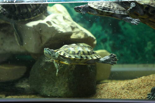В Казани продают за 1 млн руб. двух черепах, «приносящих счастье»