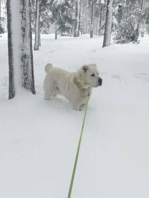 Рустам Минниханов поделился зимней фотографией Акдуса