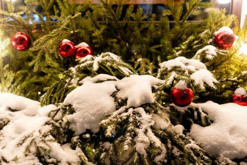 Казанцы смогут сдать новогодние елки на переработку до конца января