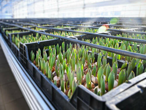 В новых теплицах казанского «Горводзеленхоза» стартовала посадка 3 млн цветов