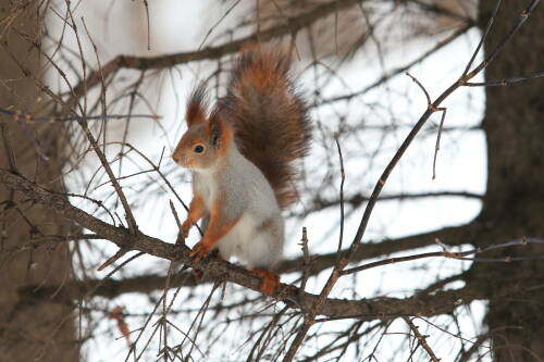 В Татарстане началась зимняя перепись животных и птиц