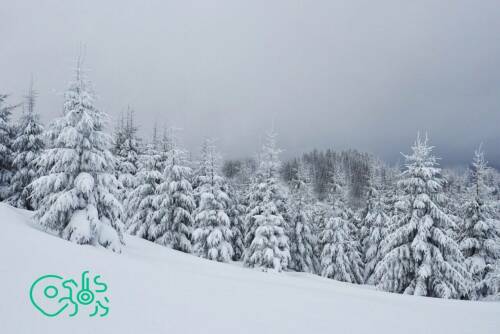В ЕГРН внесены сведения о границах 73 охотничьих хозяйств Татарстана