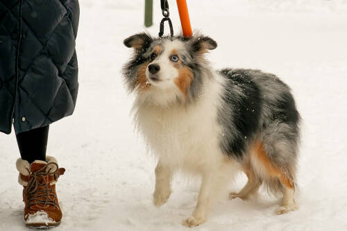 Без регистрации – штраф: как в Казани инспекторы ветслужбы проверили собак на чипы