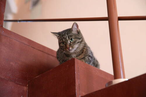 В Госдуме могут рассмотреть проект об ограничении числа кошек и собак в квартирах