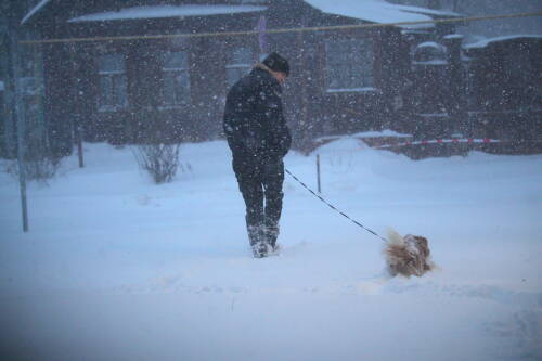 Как обезопасить домашнего питомца от обморожения в холода – советы эксперта
