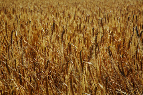 Объем сельхозуслуг и перерабатываемой продукции в РТ увеличился втрое с 2020 года