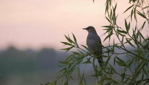 «Ай былбылым»: когда и как появился хит на все времена