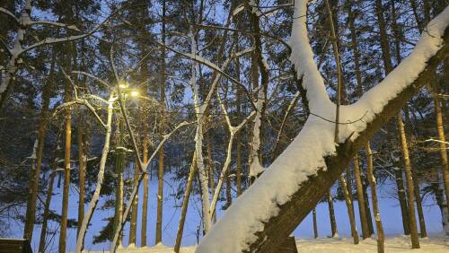 Почти в 1,5 раза увеличат финансирование лесовосстановления в Татарстане в 2026 году