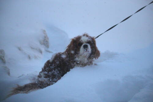 В Управлении ветеринарии Татарстана напомнили о смертельной опасности пива для собак