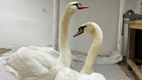 Двух краснокнижных лебедей, не улетевших на зимовку, перевезли на экоферму в Альметьевске