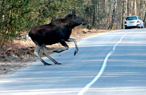 С начала года на дорогах Татарстана зафиксировано 191 ДТП с дикими животными, в результате которых погибли 106 лосей, 70 косуль, 12 кабанов и 6 оленей. В Госкомитете РТ по биоресурсам объяснили, почему животные выходят к дорогам, какие районы и трассы наиболее опасны, а также напомнили водителям о штрафах и компенсациях за сбитых зверей.