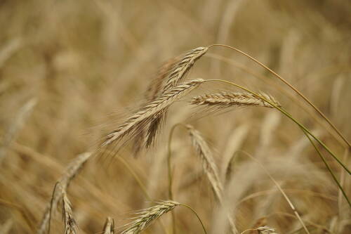 Ученые КФУ и Китая разработали препарат для повышения урожайности пшеницы