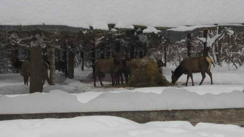 Сотрудники Госкомитета РТ по биоресурсам помогают диким животным пережить снежную зиму