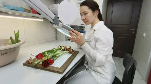 Почти 4 млн тюльпанов перед отправкой в регионы проверили в Татарстане