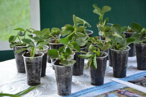 Почему всходы гибнут: специалисты «ЦОК АПК» в РТ дали советы по выращиванию рассады