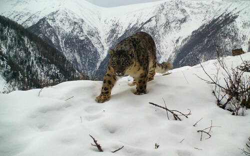 Академия наук Кыргызстана и КФУ готовят исследования на тему снежных барсов