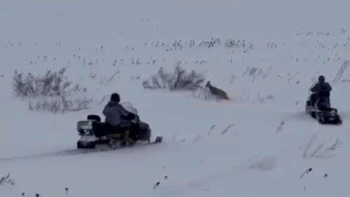 Под Свияжском спасли косулю, застрявшую в сугробе