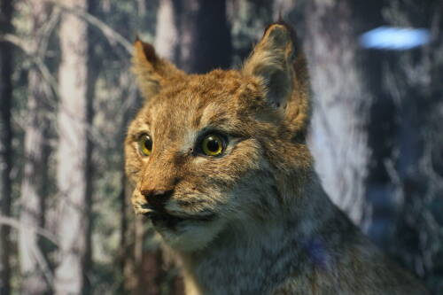 В Татарстане завершается сезон охоты на отдельные виды пушных животных и кабана