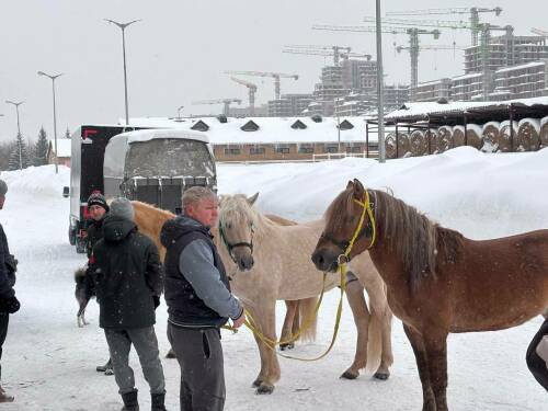 «Это – бойцы проверенные»: Татарстан направил лошадей для нужд СВО