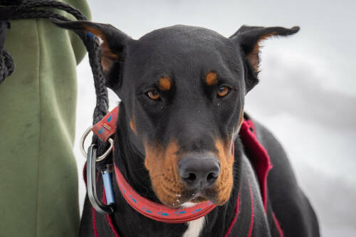 Кинологи объяснили, как собаки считывают страх и эмоции человека