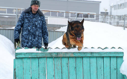 «Наших собак даже на Кубу отправляют»: как в РТ выращивают щенков для службы в колониях