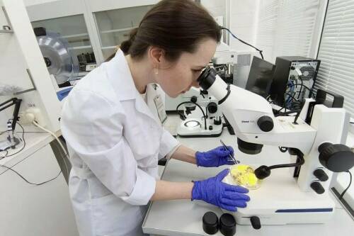 В РТ подтвердили фитосанитарную безопасность партии цветков бессмертника песчаного