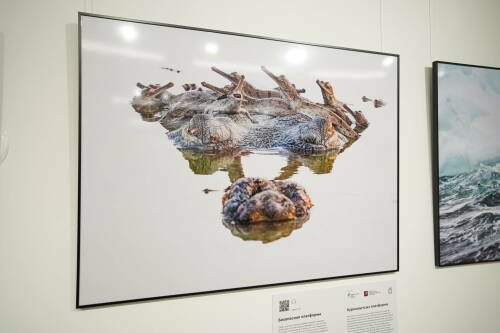 Четыре года ради кадра: в Казани показали фото крокодила, перевозящего детей на голове