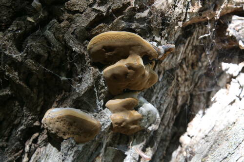 Женьшень, трутовик и другие: юрист рассказал, сбор каких растений и грибов грозит сроком