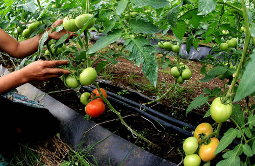 Садовод Лилия Муртазина: «Чтобы помидор не болел, сейте его в землю из-под крапивы»