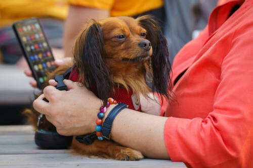 Первый турнир лиги мобильных игр в Татарстане стартует 22 марта в Бугульме