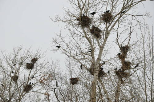 Орнитолог: В этом году грачи вернулись в Казань позднее, чем обычно
