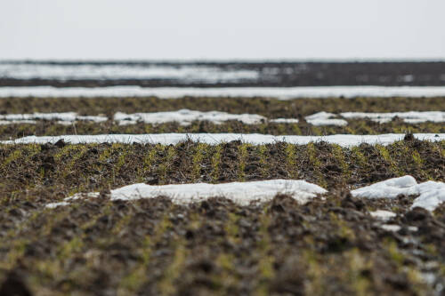 Проведенные исследования свидетельствуют, что в Татарстане погибла лишь малая часть посевов озимых культур