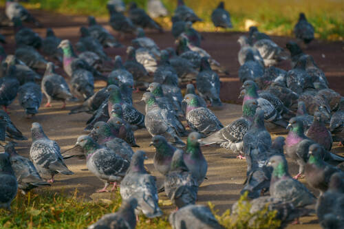 Россиян предупредили о штрафах за кормление голубей у дома
