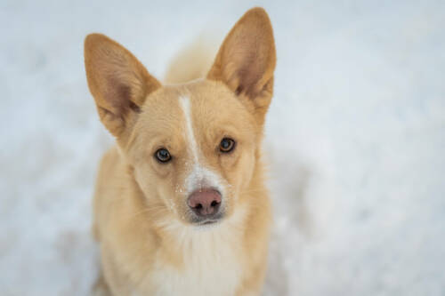 В казанских поселках в минувшие выходные привили от бешенства 225 животных