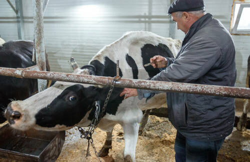В Татарстане ввели запрет на ввоз парнокопытных животных на фоне вспышек инфекций в соседних регионах. Очаги пастереллеза уже зафиксированы в ПФО, в том числе в Чувашии и Удмуртии. Чем опасна инфекция, каковы риски для людей и хозяйств и какие меры уже введены в республике – в материале «Татар-информа».