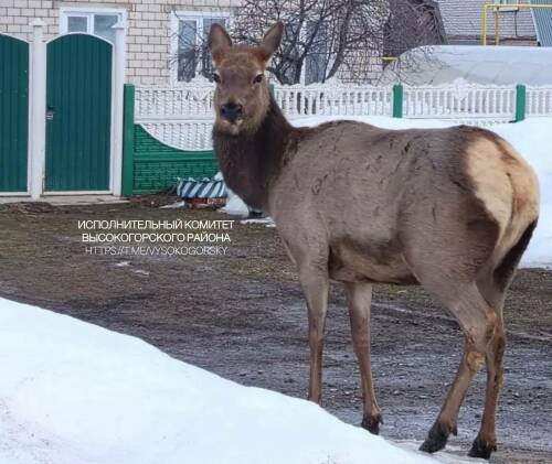 В Высокогорском районе марал вышел к жилому дому