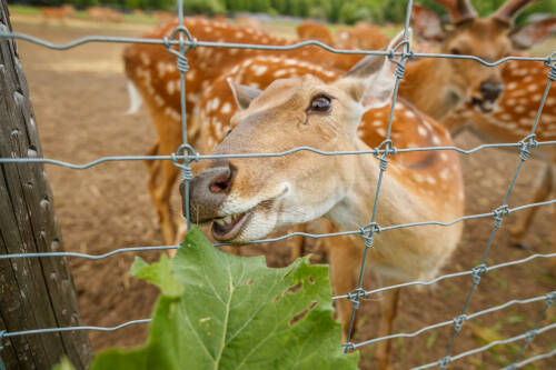 Страусы, олени и альпаки: гид по фермам Татарстана – куда поехать с детьми