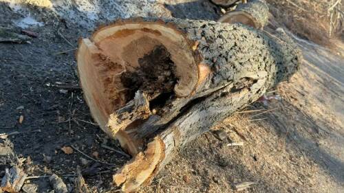 Власти Казани прокомментировали вырубку деревьев на берегу Кабана