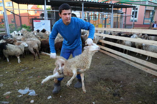Один из главных мусульманских праздников – Курбан-байрам – отметят в этом году 27 мая. Подготовка к нему в Татарстане идет полным ходом. Определяются места для убоя жертвенных животных. Ветслужбы принимают меры для обеспечения санитарной безопасности в случае ввоза скота в республику из других регионов РФ. Подробнее – в материале «Татар-информа».