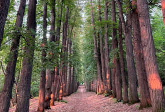 Судебный эксперт оценит статус парка усадьбы Нарышкиных-Паулуччи в Ключищах