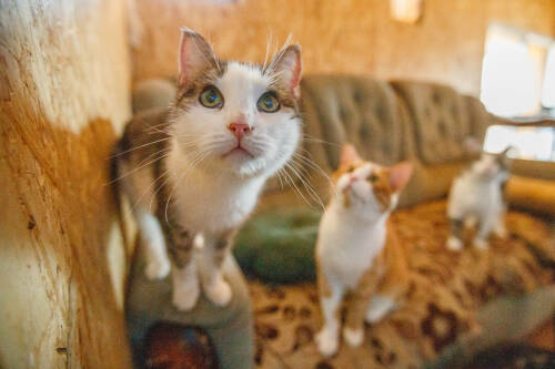 В Татарстане предложили ограничить число домашних животных в квартирах