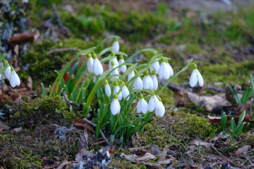 За сбор подснежников россиянам может грозить до 8 лет лишения свободы