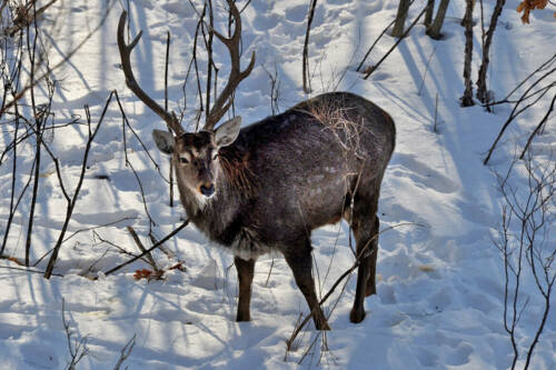 Лоси достигли предела, а медведи стали трофеями: Татарстан завершает «лесную перепись»