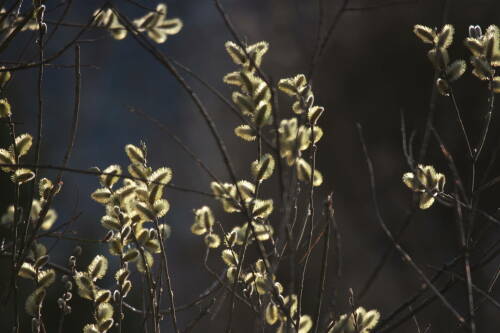 В первый день апреля в Татарстане ожидаются туман и температура до +18˚