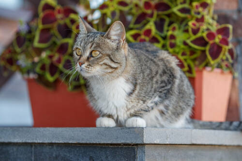Ветеринар перечислила симптомы отравления кошек комнатными растениями