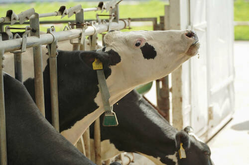 Будущее биотехнологий обсудили на сессии Российского венчурного форума, который сегодня проходит в МВЦ «Казань Экспо». Участниками стали представители «ГенБиоТеха» – компании, которая возводит в Казани агробиотехнопарк федерального уровня. Как продвигается проект, узнал корреспондент «Татар-информа».